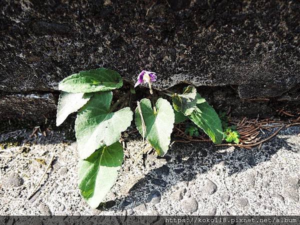 109.1.5 清華大學梅園-菲律賓堇菜1.JPG
