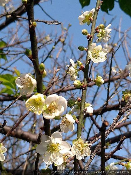 109.1.5 清華大學梅園-梅樹 (六瓣) A4.jpg