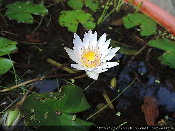109.1.5 清華大學蝴蝶園-睡蓮.JPG