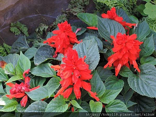 109.2.2 東山濕地生態教學公園-一串紅.JPG