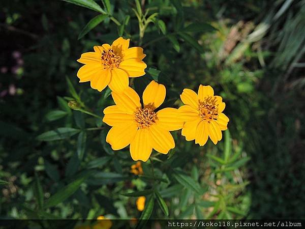 109.2.2 東山濕地生態教學公園-芳香萬壽菊.JPG