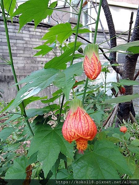 109.2.2 東山濕地生態教學公園-風鈴花.JPG