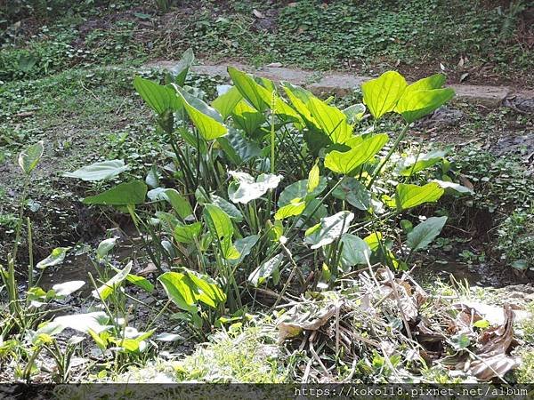 109.2.2 東山濕地生態教學公園-象耳澤瀉.JPG