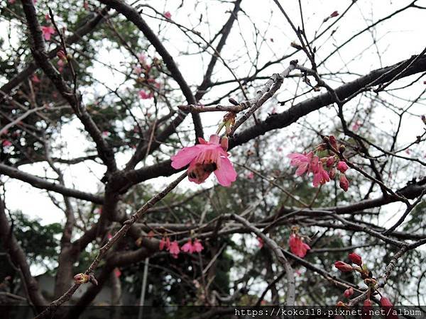 109.2.22 新竹公園-山櫻花,蜜蜂.JPG