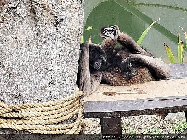 109.2.22 新竹市立動物園-灰長臂猿.JPG