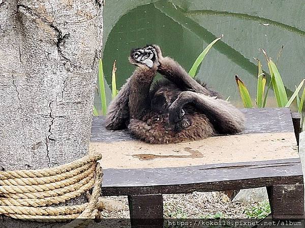 109.2.22 新竹市立動物園-灰長臂猿2.JPG