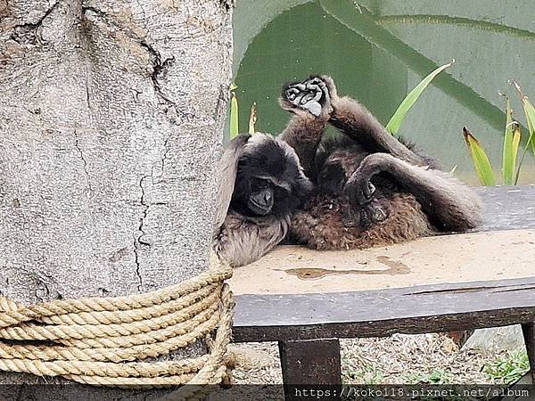 109.2.22 新竹市立動物園-灰長臂猿1.JPG