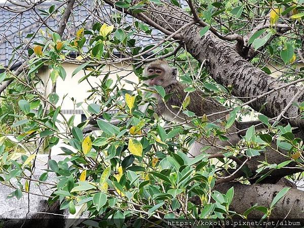 109.2.22 新竹市立動物園-馬來猴7.JPG