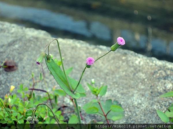 109.2.23 東山濕地生態教學公園外-紫背草.JPG