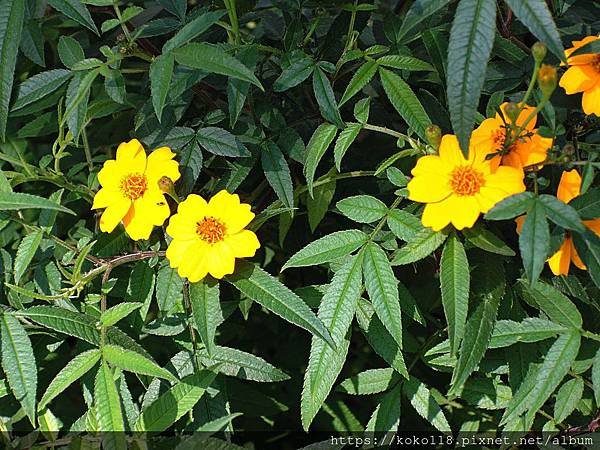 109.2.23 東山濕地生態教學公園-芳香萬壽菊.JPG