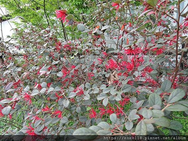 109.2.28 東山濕地生態教學公園外-紅彩木(紅繼木).JPG