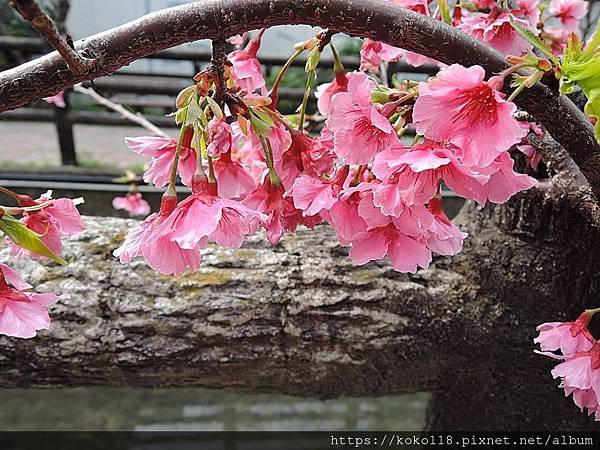 109.2.28 東山濕地生態教學公園外-寒櫻.JPG