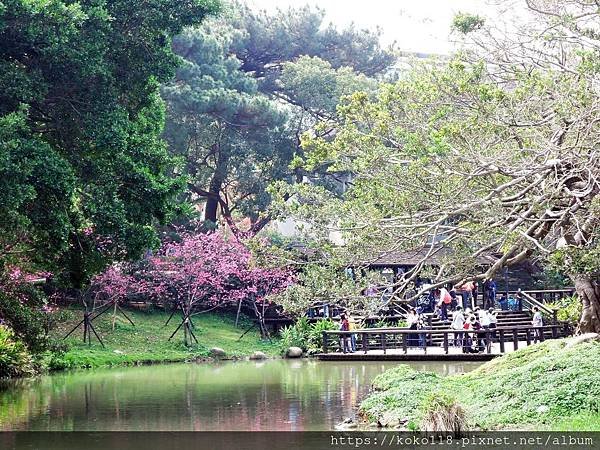 109.2.29 新竹公園-山櫻花21.JPG