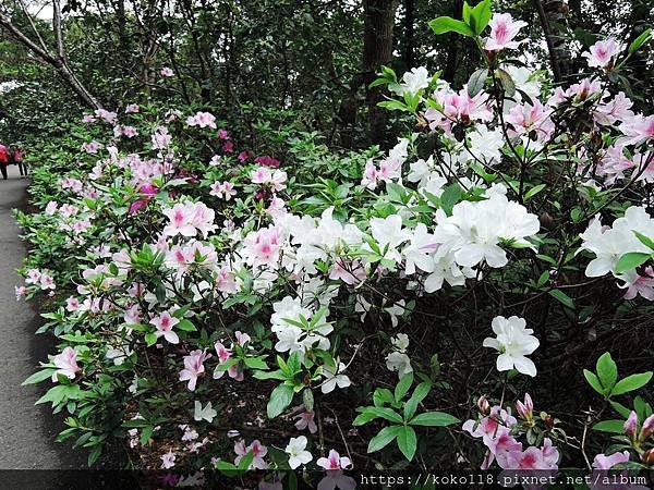 109.3.6 十八尖山-杜鵑花2.JPG