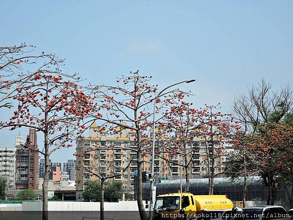 109.3.8 新竹市立動物園-木棉花.JPG