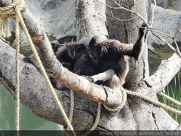 109.3.8 新竹市立動物園-灰長臂猿5.JPG