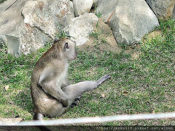 109.3.8 新竹市立動物園-馬來猴2.JPG