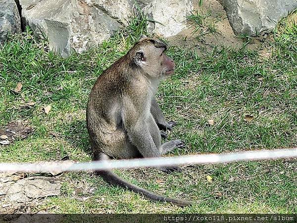 109.3.8 新竹市立動物園-馬來猴3.JPG