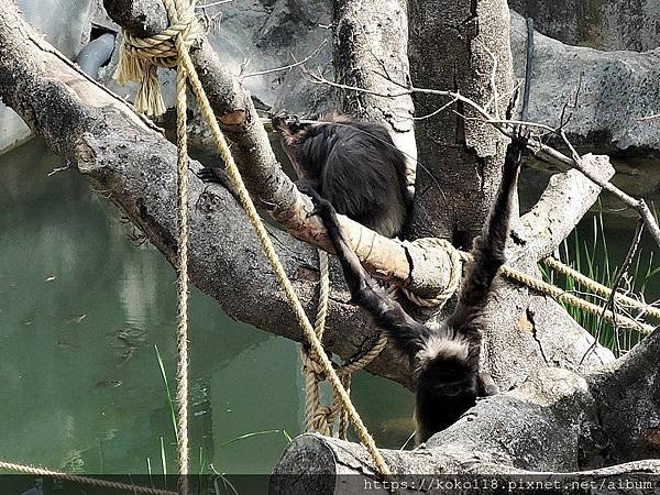 109.3.8 新竹市立動物園-灰長臂猿8.JPG