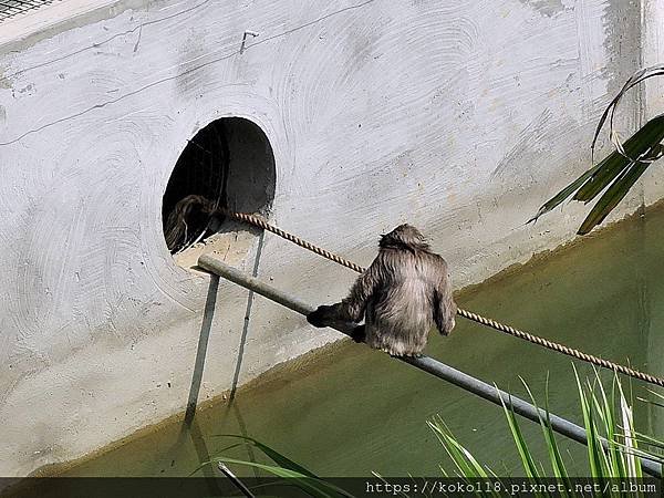 109.3.8 新竹市立動物園-灰長臂猿12.JPG