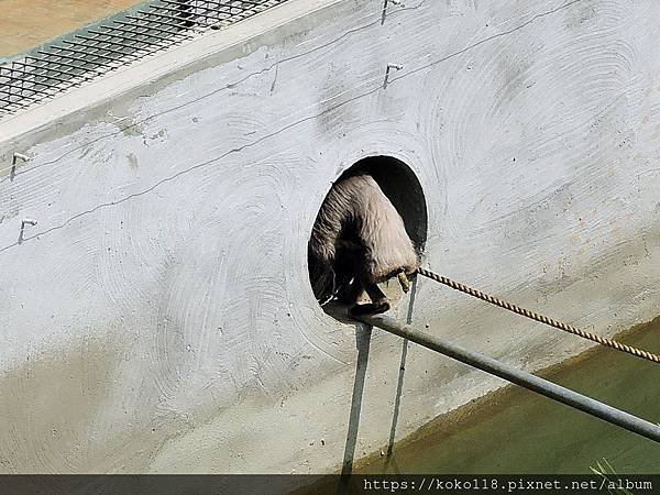 109.3.8 新竹市立動物園-灰長臂猿14.JPG