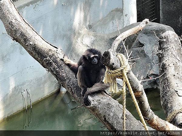 109.3.8 新竹市立動物園-灰長臂猿16.JPG