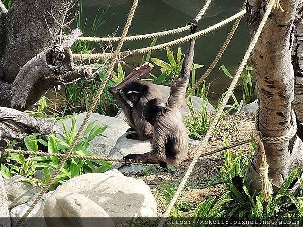 109.3.8 新竹市立動物園-灰長臂猿20.JPG