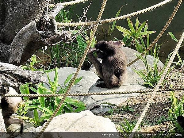 109.3.8 新竹市立動物園-灰長臂猿21.JPG