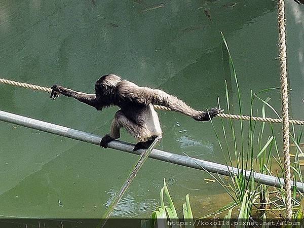 109.3.8 新竹市立動物園-灰長臂猿22.JPG