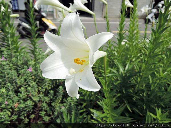 109.5.1 新竹高中-百合花6.JPG