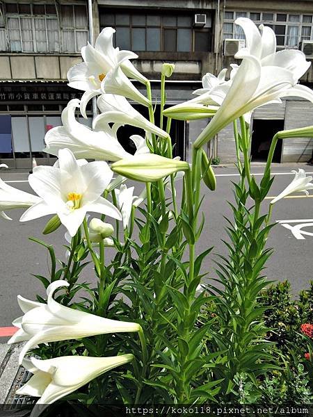 109.5.1 新竹高中-百合花9.JPG