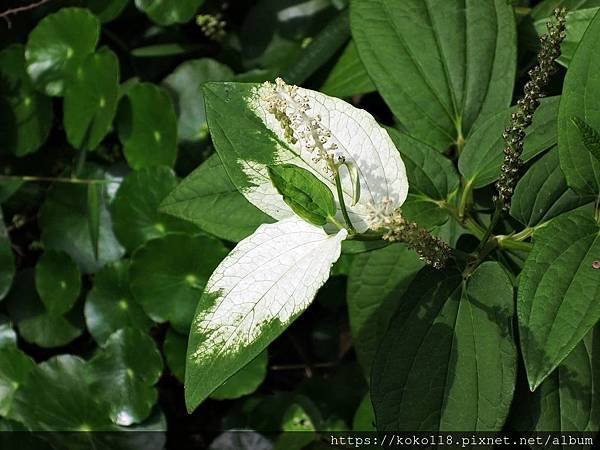 109.5.1 東山濕地生態教學公園-三白草.JPG