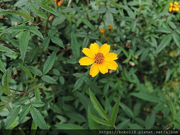 109.5.1 東山濕地生態教學公園-芳香萬壽菊.JPG