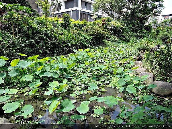 109.5.1 東山濕地生態教學公園-荷塘.JPG