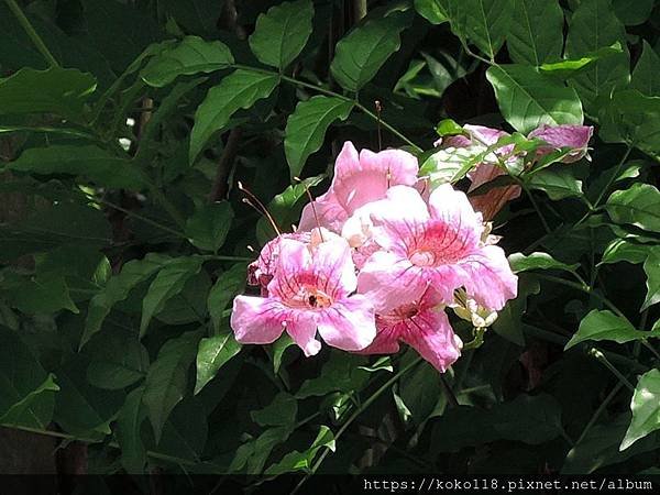 109.5.1 東山濕地生態教學公園-紫芸藤.JPG