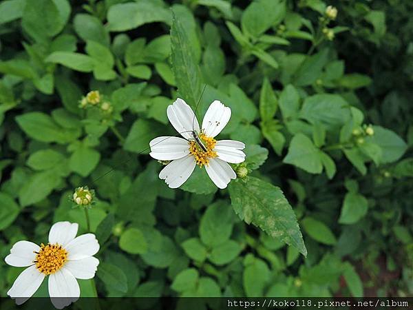 109.5.2 十八尖山-大草螽1.JPG