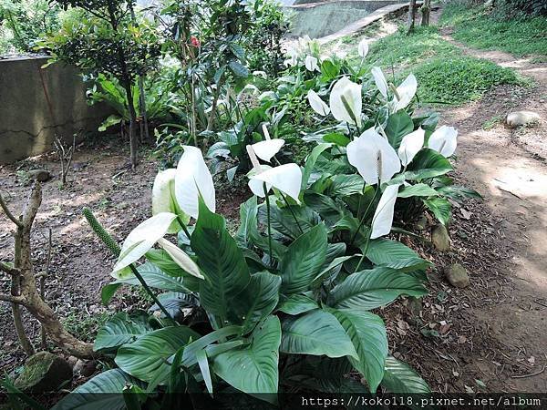 109.5.2 十八尖山-白鶴芋.JPG