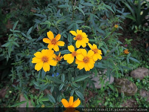 109.5.2 十八尖山-芳香萬壽菊1.JPG
