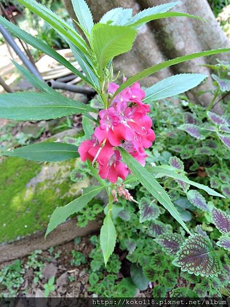 109.5.2 十八尖山-鳯仙花.JPG