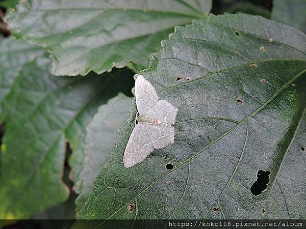 109.5.2 十八尖山-翠锈腰青尺蛾1.JPG