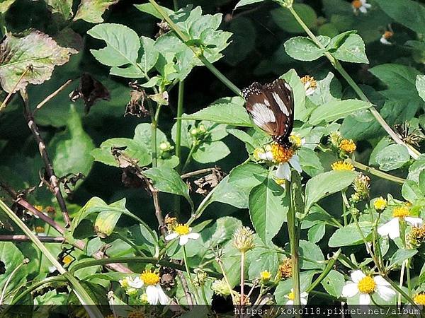 109.5.10 十八尖山-雌紅紫蛺蝶.JPG