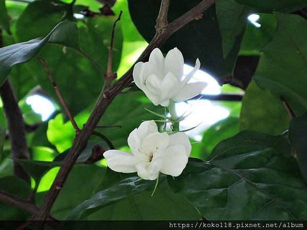 109.5.30 東山濕地生態教學公園外-茉莉1.JPG