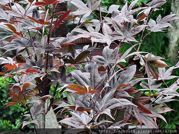 109.5.30 東山濕地生態教學公園-紅楓1.JPG