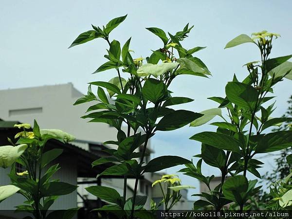 109.5.30 東山濕地生態教學公園-黃萼花.JPG