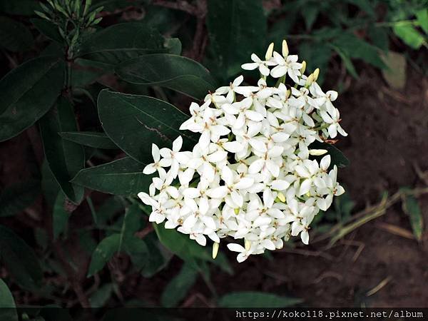 109.5.30 東山濕地生態教學公園-矮白仙丹花.JPG