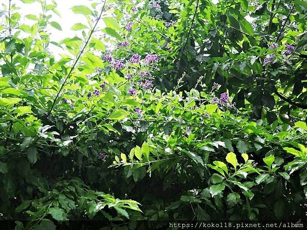 109.5.30 東山濕地生態教學公園-蕾絲金露花.JPG