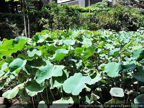 109.7.31 東山濕地生態教學公園-荷塘.JPG