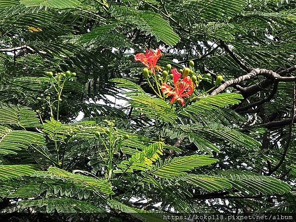 109.8.1 十八尖山-鳯凰花.JPG