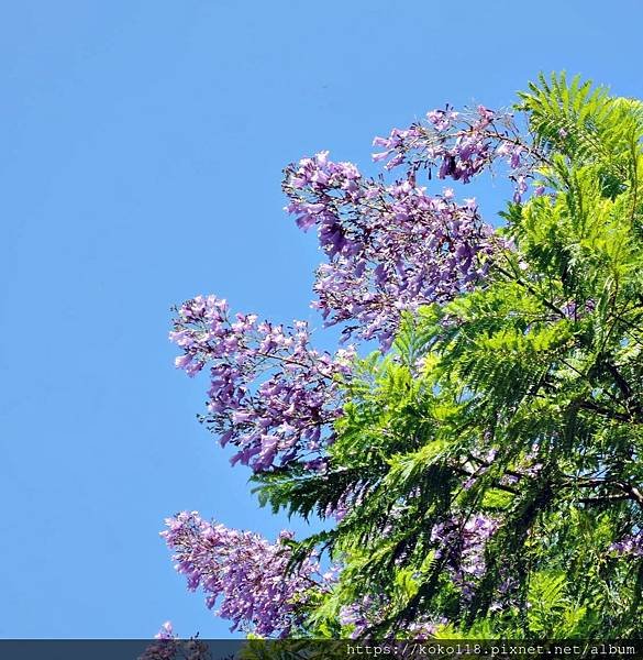 109.8.12 新竹公園-藍花楹5.JPG