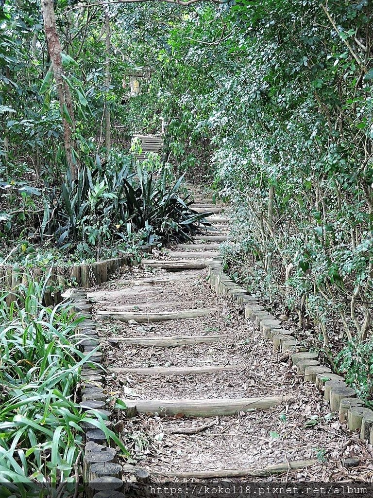 109.11.13 十八尖山-步道2.JPG